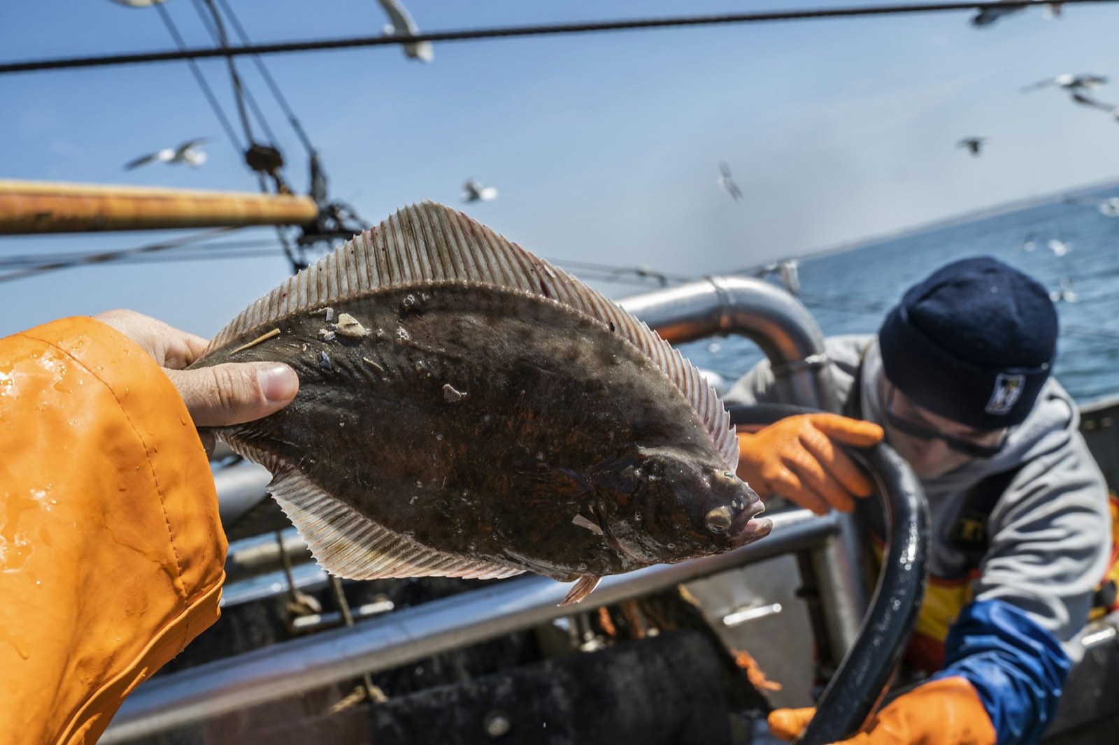 A flatfish held up on the deck of a fishing boat