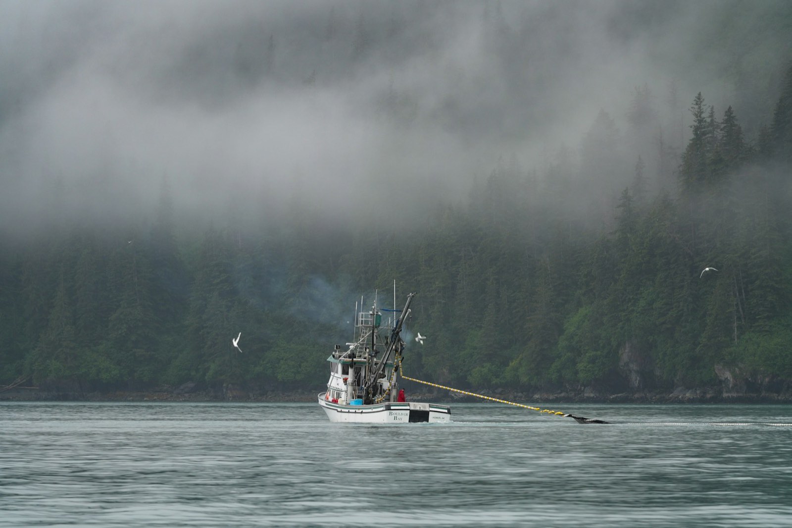 A small fishing boat working a quiet, forest-lined bay under low cloud