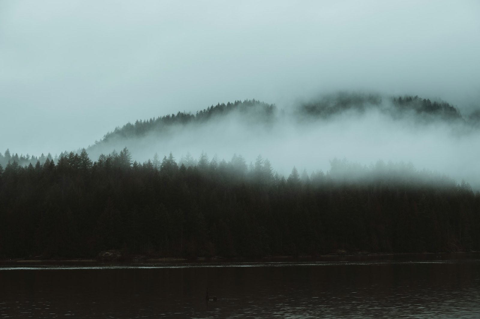 Fog settling over dark spruce and still water on the north coast of British Columbia