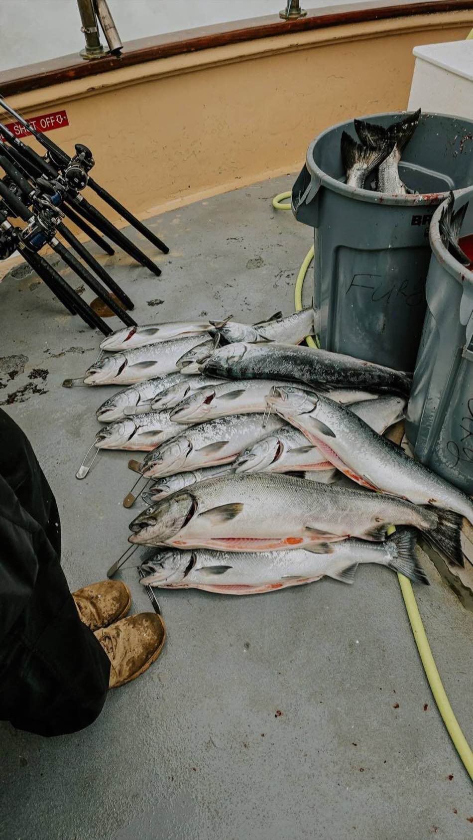 Salmon laid out on the deck of a charter boat beside the rod rack