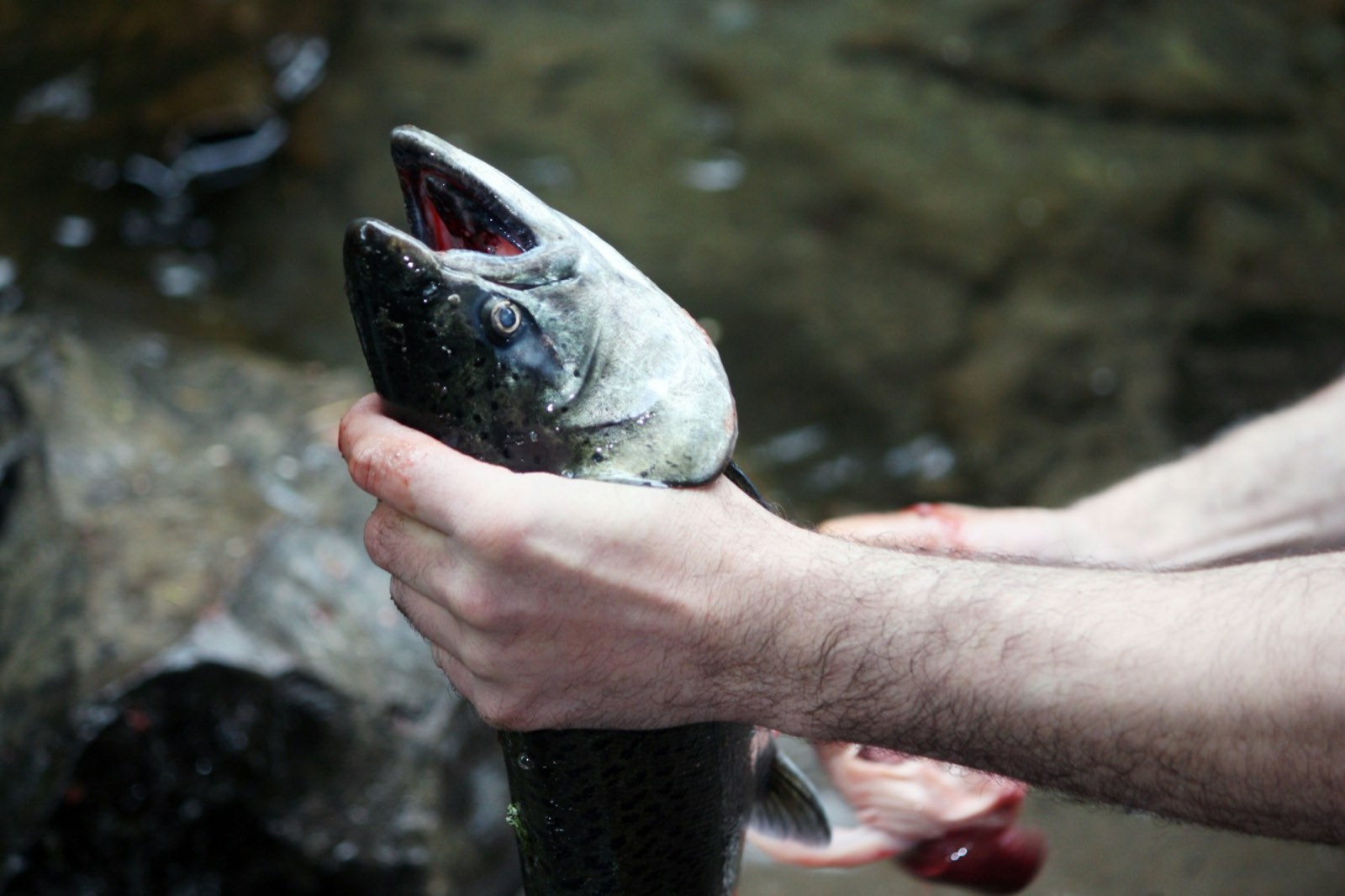 A bright salmon held over the water beside the boat
